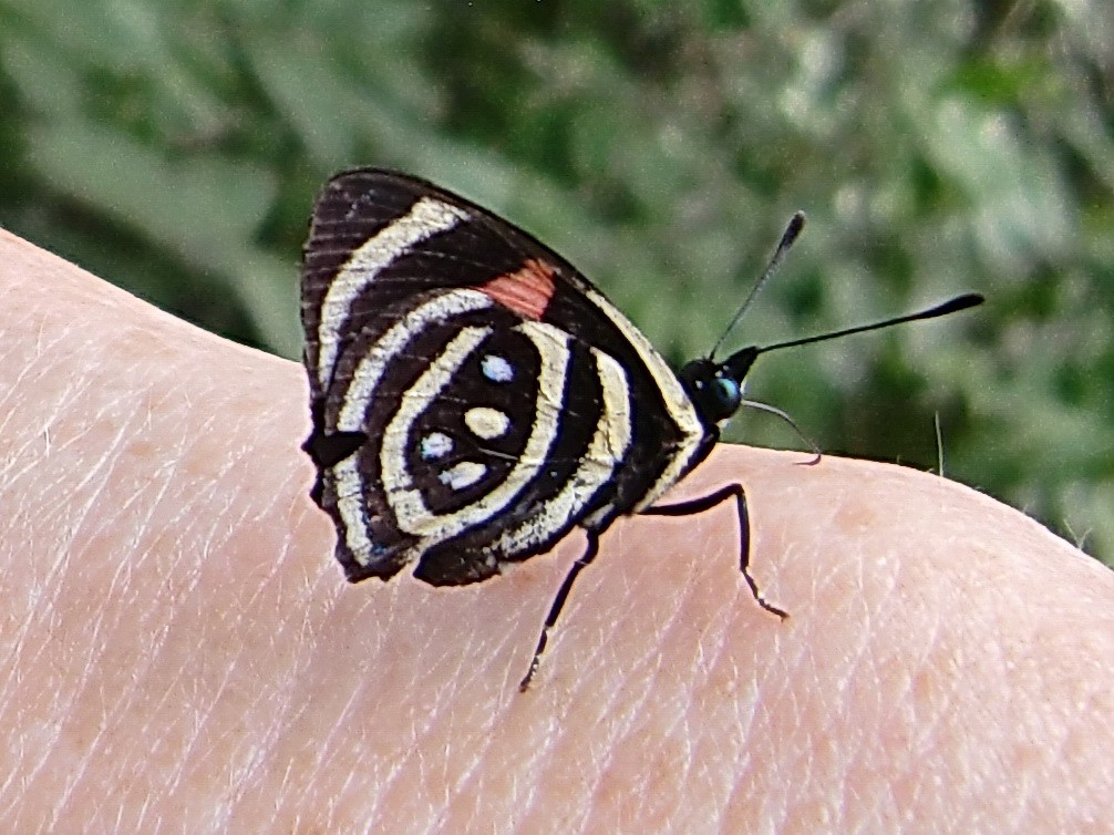 Black-white butterfly